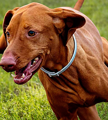 Vienapoli Flea and Tick Collar for Small, Medium and Large Dogs - Bestadvisor