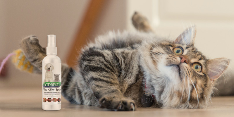 Review of CIDBEST Flea Spray Cat Flea Treatment