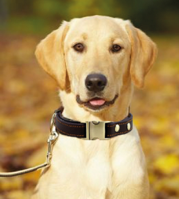 Rantow Basic Leather Collar for Puppy Small Dogs - Bestadvisor