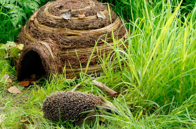 Best Hedgehog Houses for Your Garden  