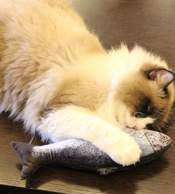 Natuce 5PCS Catnip Fish Toys for Cat - Bestadvisor