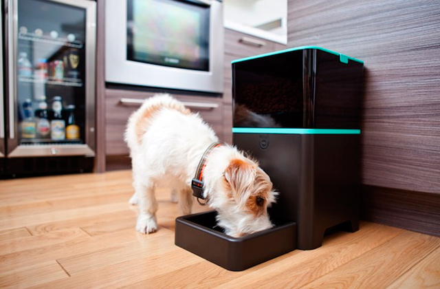 Best Automatic Pet Feeders  