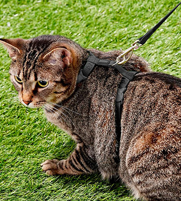 TRIXIE Pet Products 41960 Cat Set of Harness and Lead - Bestadvisor