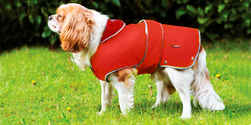 Review of Ancol Muddy Paws Stormguard Dog Coat