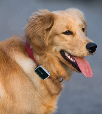 Pawfit Waterproof Dog GPS Tracker & Activity Monitor - Bestadvisor