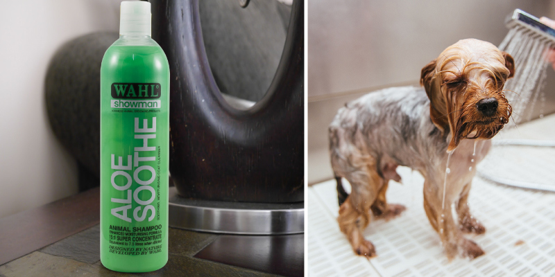 Review of Wahl Aloe Soothe Showman Shampoo for Pets