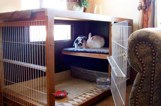 Best Indoor Rabbit Cages  