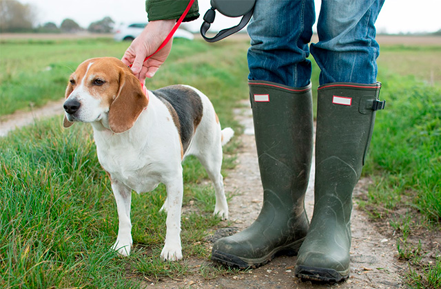 Comparison of Dog Walking Boots