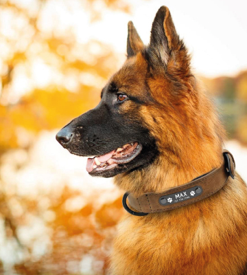 Didog Soft Leather Padded Dog Collar with Personalized Nameplate - Bestadvisor