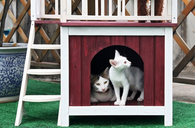 Best Cat Houses for Indoor and Outdoor Use  