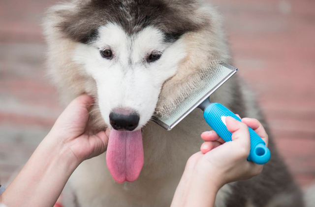 Comparison of Dog Brushes