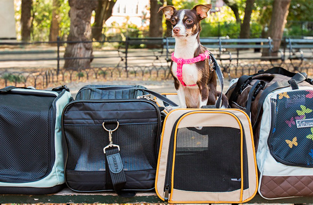 Comparison of Dog Carrier Backpacks