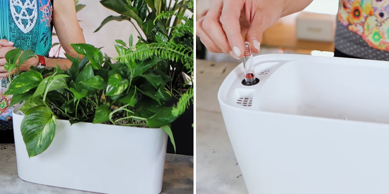 Review of LECHUZA DELTA 20 Self Watering Planter