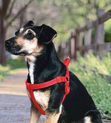 Ancol 179020 Padded Nylon Dog Harness - Bestadvisor