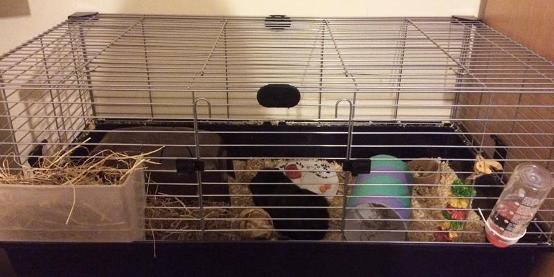 Review of Heritage Indoor Rabbit Cage