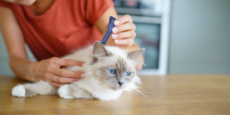 Review of FRONTLINE Spot On Flea & Tick Treatment for Cats
