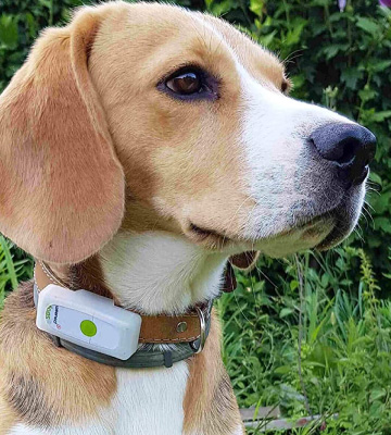 Review of Weenect WE008 The smallest GPS tracker for dogs