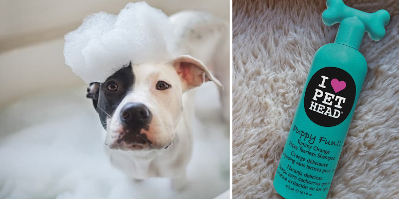Review of Pet Head Puppy Fun!! Hypoallergenic Tearless Shampoo