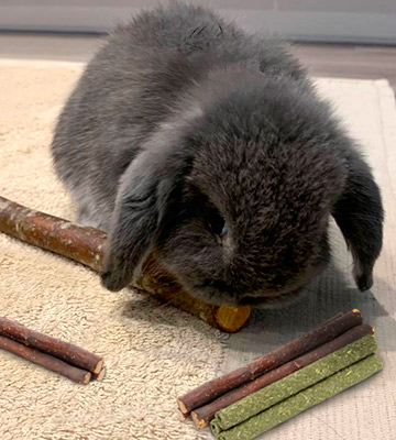 Review of COITEK Apple Branch Timothy Sticks Chew Toys for Rabbits