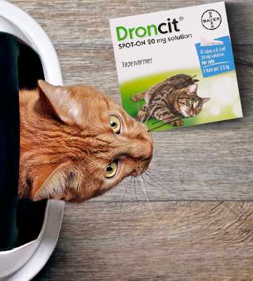 Review of Bayer 0.5 Ml x 4 Tubes Droncit Spot-On Cat Tapeworm