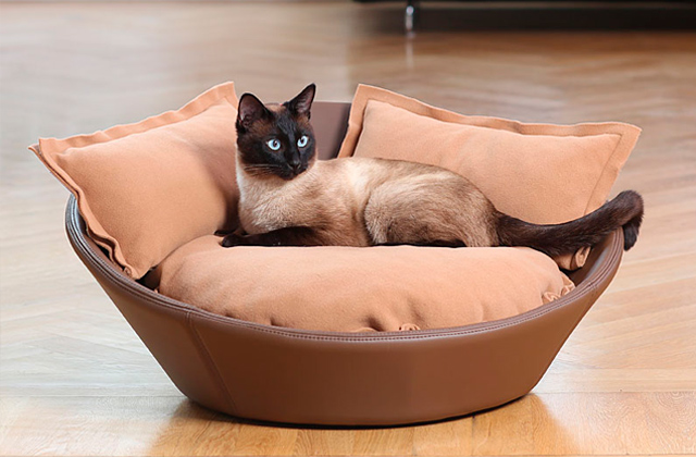 Best Cat Beds  