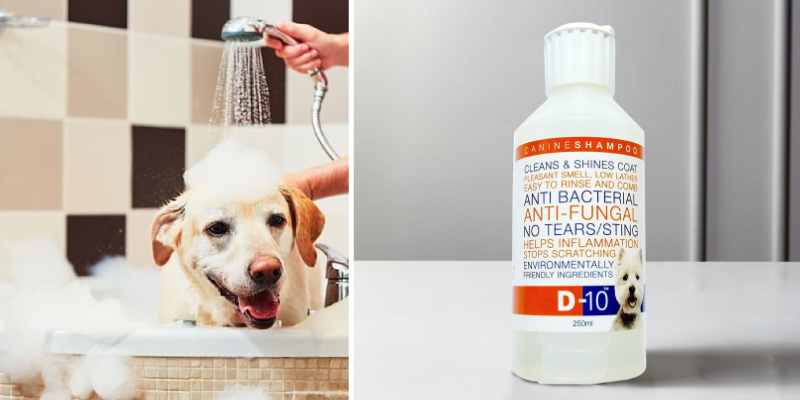 Review of D-10 Anti-Fungal/Anti-Bacterial Dog Shampoo