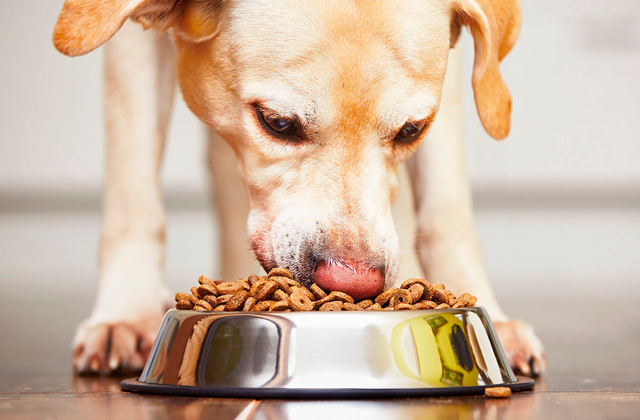 Best Dog Food for Your Loved Pups  