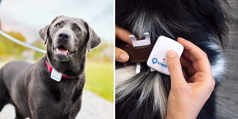 Review of Tractive Unlimited Range GPS Dog Tracker - Location Tracker