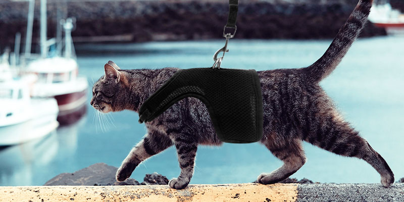 Review of BINGPET Adjustable Soft Mesh Cat Harness and Leash