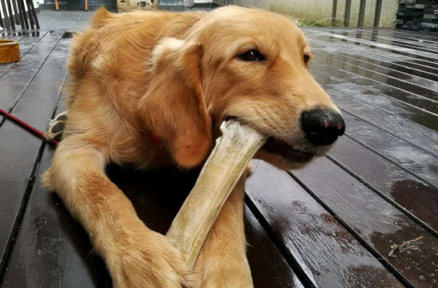 Best Dog Chews  