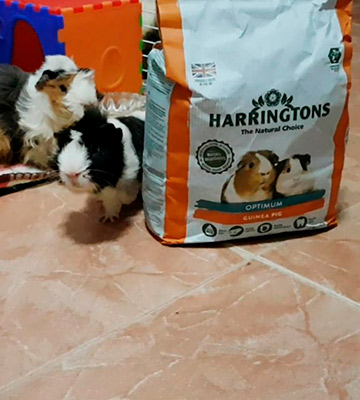 Review of HARRINGTONS Optimum , 10 Kg Guinea Pig Food