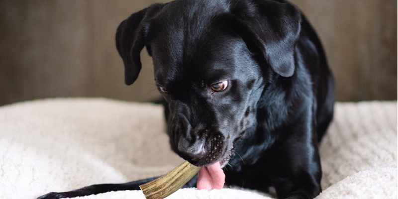 Review of The Regal Mutt Antler Puppy Chews