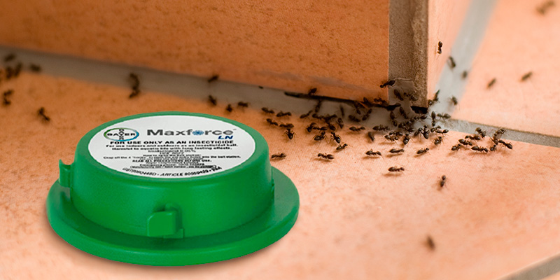 Review of Maxforce Bayer LN Indoor/Outdoor Ant Bait Station