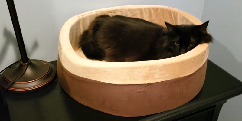 Review of K&H Pet Products ‎L (Pack of 1) Thermo-Kitty Heated Cat Bed