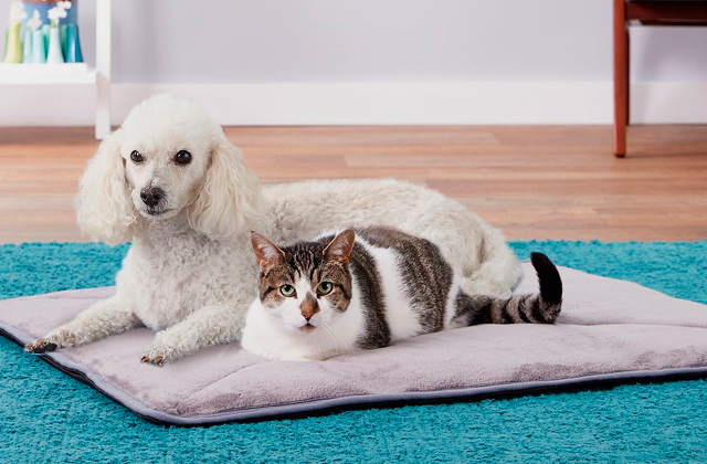Best Heated Pet Beds  