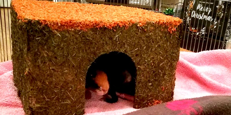 Review of Rosewood Guinea Pig House Naturals Carrot Cottage