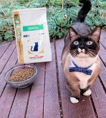 Review of ROYAL CANIN Veterinary Diet Dry Cat Food Dental