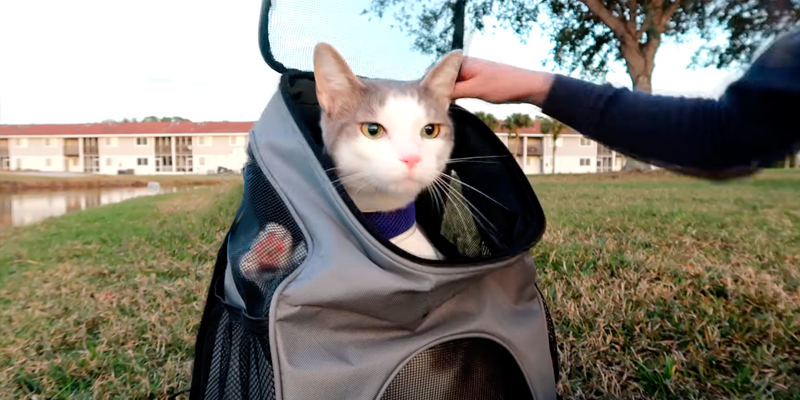 Review of Becko Large & Strengthening Expandable Foldable Pet Carrier