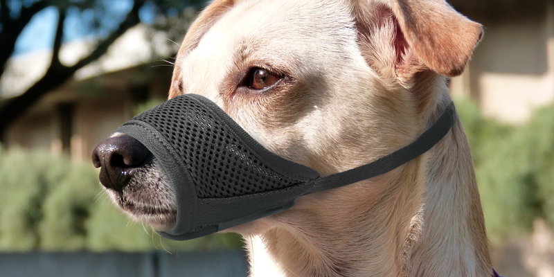 Review of IREENUO Adjustable Loop Dog Muzzle