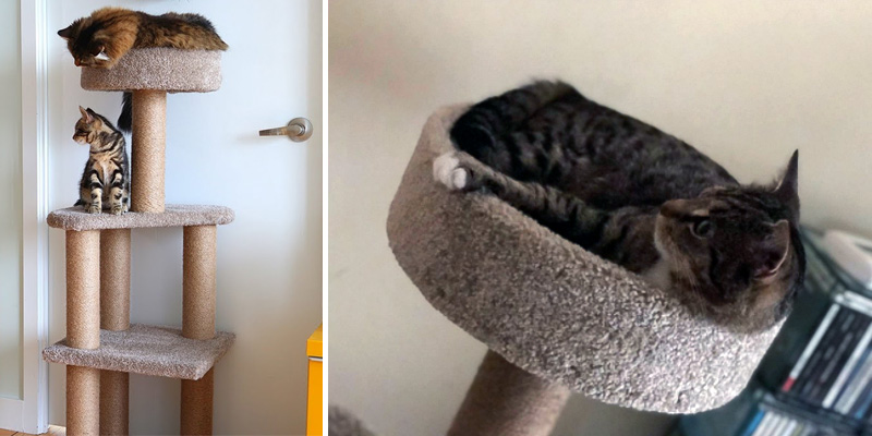 Review of AmazonBasics CT-114 Cat Activity Tree with Scratching Posts