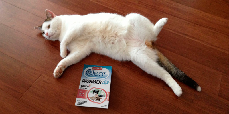 Review of Bob Martin Clear Spot On Wormer for Cats and Kittens
