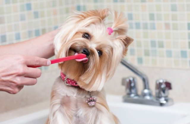 Best Dog Toothpastes  