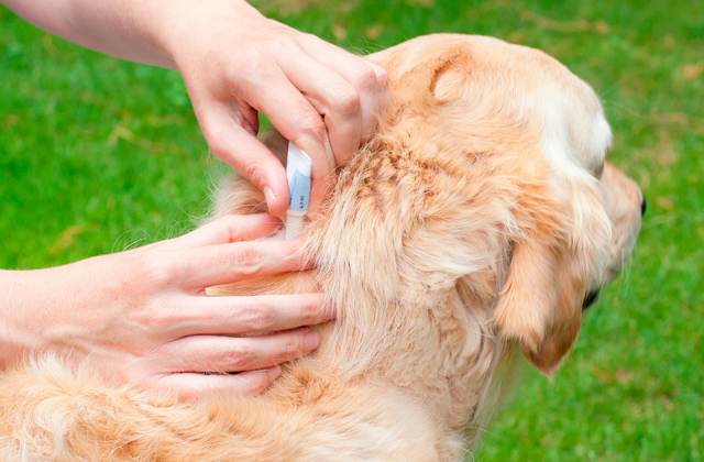 Best Dog Flea Treatments  
