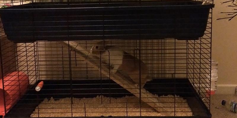 Review of Easipet Indoor Rabbit Hutch