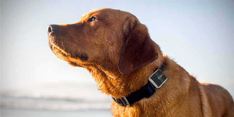 Review of Pawfit Waterproof Dog GPS Tracker & Activity Monitor