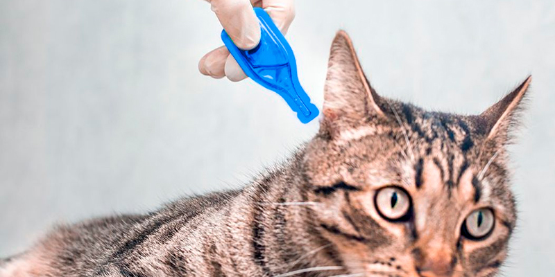 Review of Beaphar 6 Pipettes Fiprotec Spot On For Cats Kills fleas