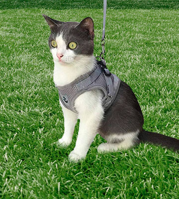 Review of Anlitent Soft Mesh No Pull Cat Harness and Lead Set
