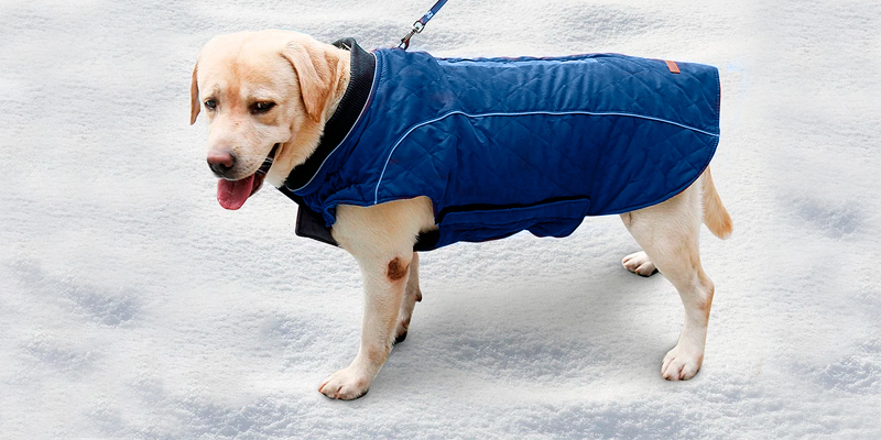 Review of Withu soft Inner Layer Cold Winter Dog Coat