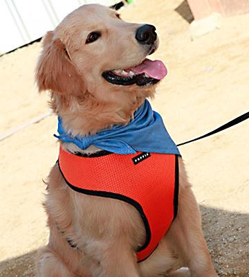 Review of Puppia Soft Dog Harness